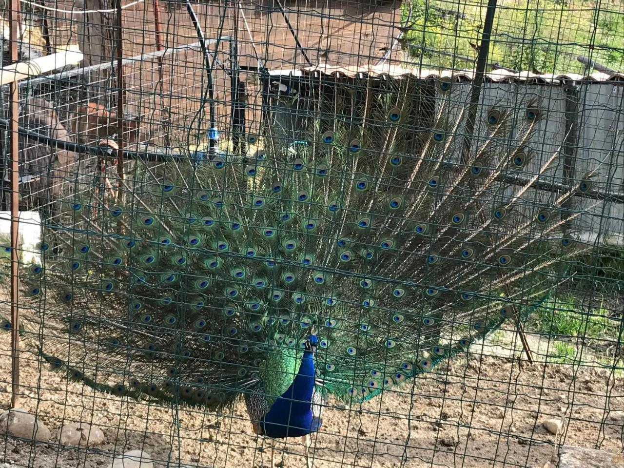 שאקה Tenuta Carabollace מראה חיצוני תמונה